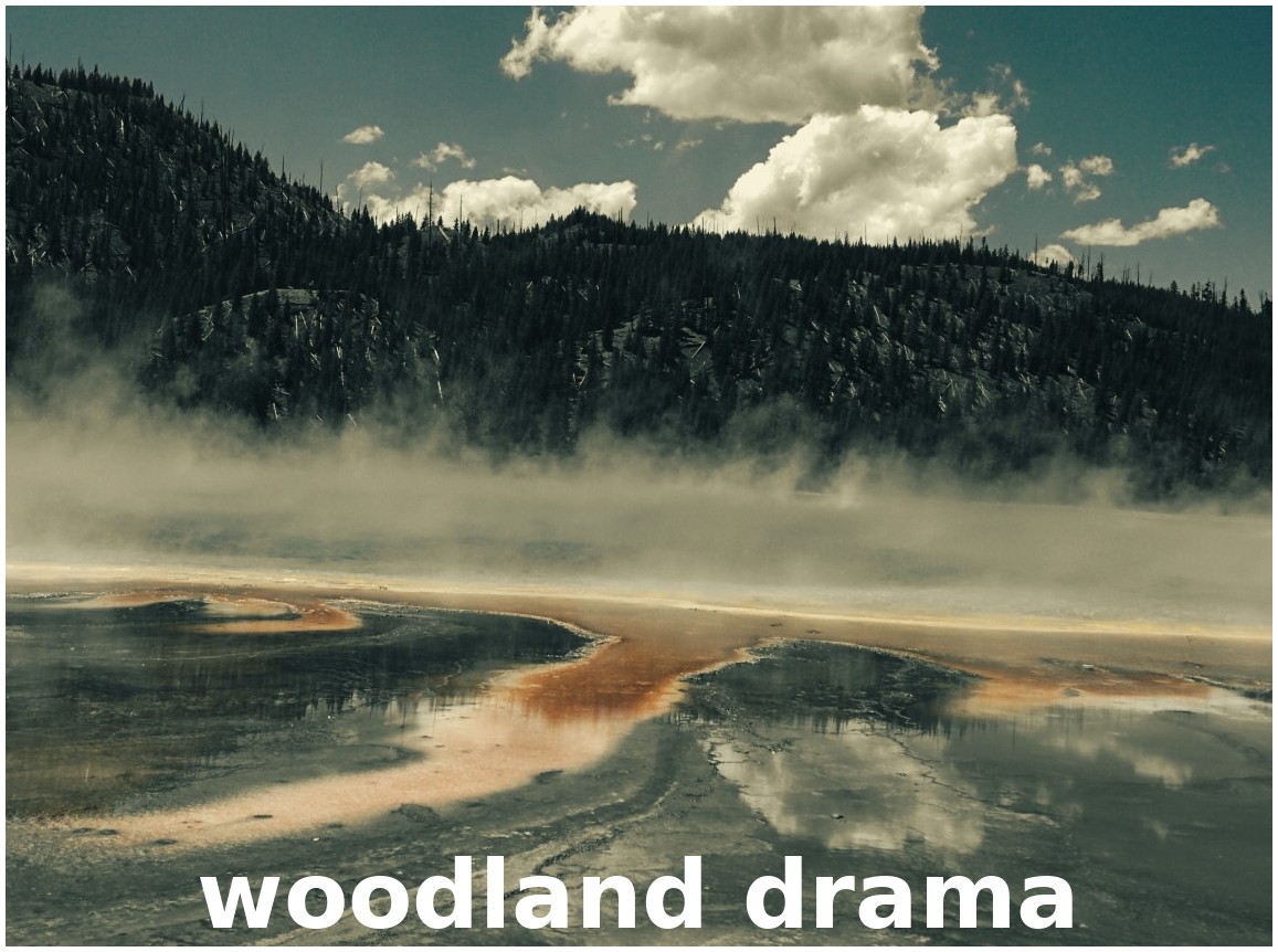 _images/dark_%26_moody_woodland_drama.jpg